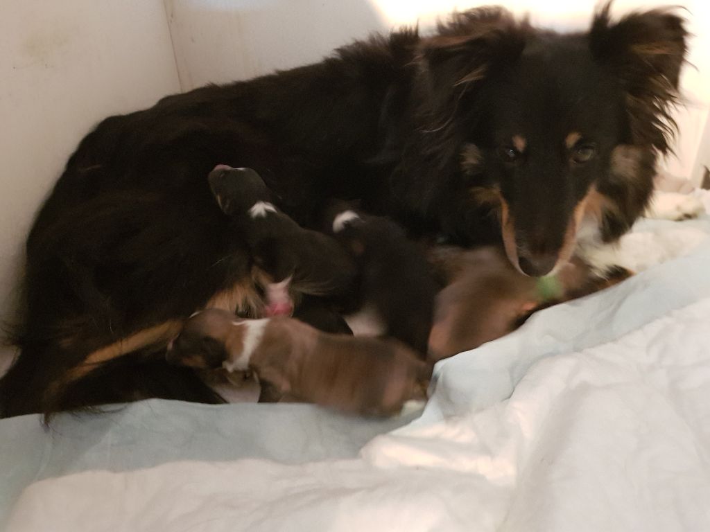 De La Planète Kashyk - Shetland Sheepdog - Portée née le 15/08/2020