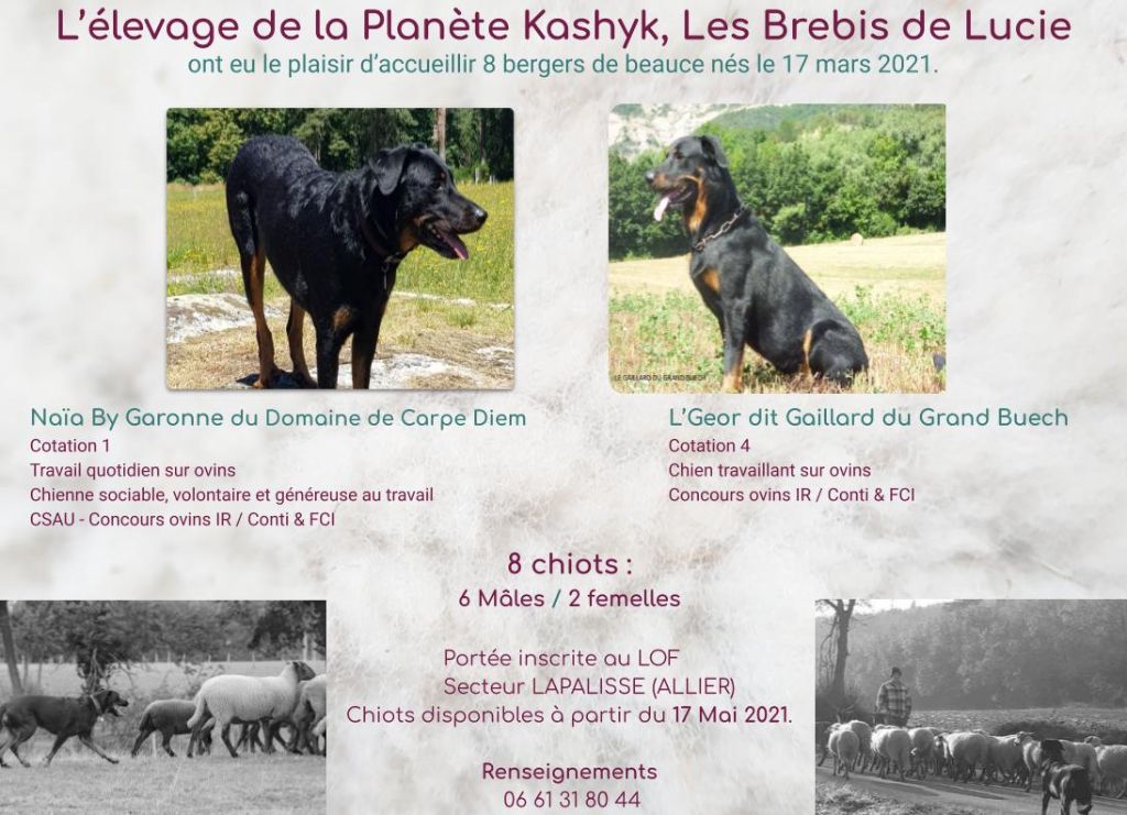 De La Planète Kashyk - Berger de Beauce - Portée née le 17/03/2021