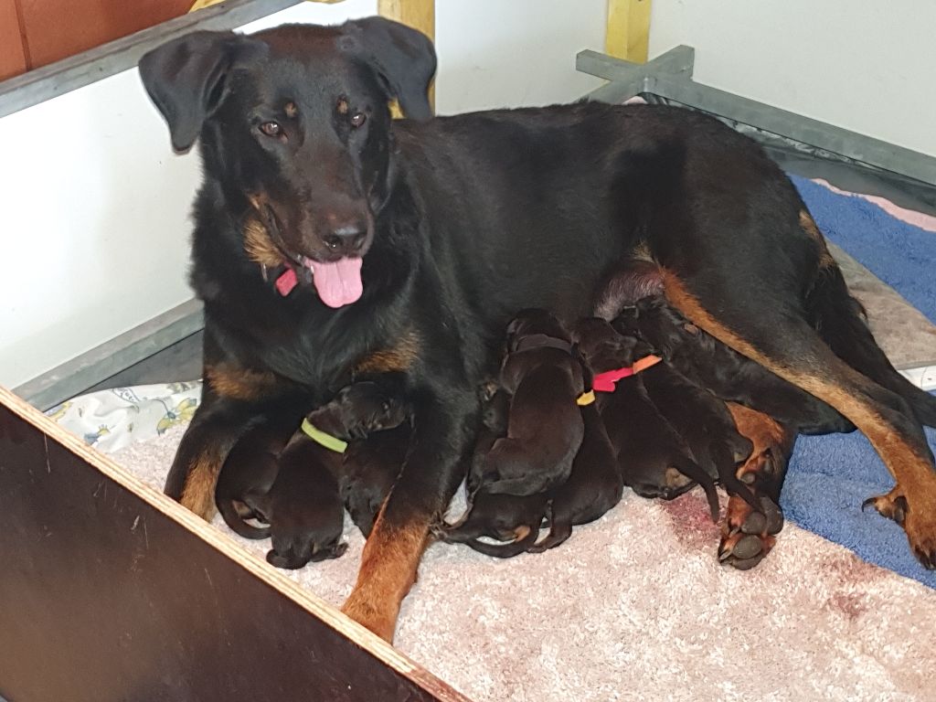Chiot Berger de Beauce De La Planète Kashyk